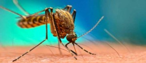 Εκατομμύρια γενετικά τροποποιημένα κουνούπια πρόκειται να απελευθερωθούν