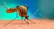 Εκατομμύρια γενετικά τροποποιημένα κουνούπια πρόκειται να απελευθερωθούν